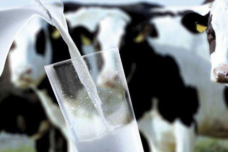 中国重大投资助力新西兰乳品加工厂企业升值 中国重大投资助力新西兰乳品加工厂企业升值