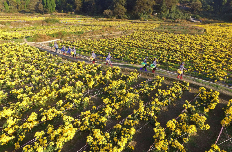 ����ʡ��ˮ�ش�����ׯ��ʥ��ջ�������ľ�ũ��ժ��˿�ʾգ�11��3���㣩����ǰ������ʡ��ˮ�ش�����ׯ����ֲ��260Ķ��˿�ʾվ������ţ����ؾ�ũץס��������ӽ���ժ��������������ʡ��ˮ�ػ�������Ⱥ��ũҵת�ͣ�ͨ������˾+������+ũ������ģʽ������չ��˿�ʾ���ɫ��ҵ����������ũ����ƶ�¸���