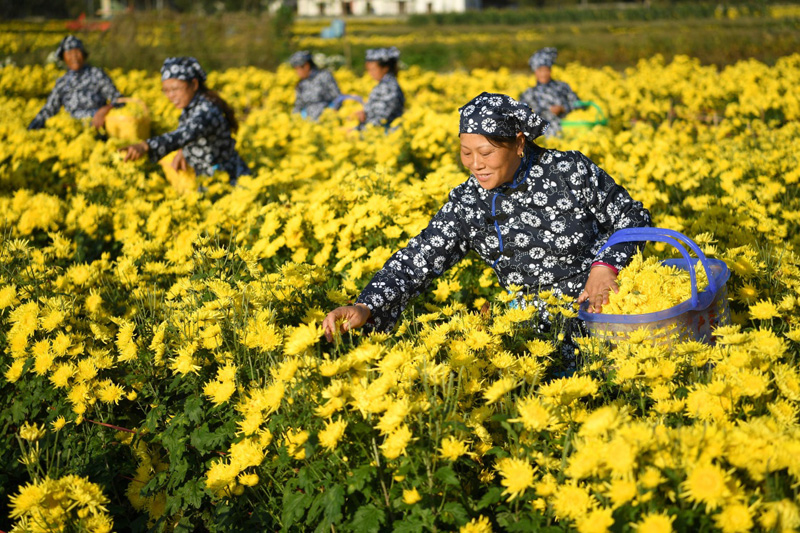 ����ʡ��ˮ�ش�����ׯ��ʥ��ջ�������ľ�ũ��ժ��˿�ʾգ�11��3���㣩����ǰ������ʡ��ˮ�ش�����ׯ����ֲ��260Ķ��˿�ʾվ������ţ����ؾ�ũץס��������ӽ���ժ��������������ʡ��ˮ�ػ�������Ⱥ��ũҵת�ͣ�ͨ������˾+������+ũ������ģʽ������չ��˿�ʾ���ɫ��ҵ����������ũ����ƶ�¸���