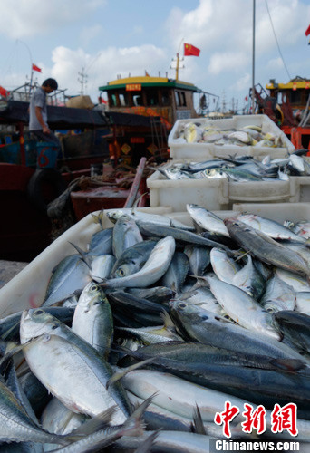 资料图:市民在码头选购新鲜海货。<a target='_blank' data-cke-saved-href='http://www.chinanews.com/' href='http://www.chinanews.com/'>中新社</a>发 杜洋 摄 资料图:市民在码头选购新鲜海货。<a target='_blank' data-cke-saved-href='http://www.chinanews.com/' href='http://www.chinanews.com/'>中新社</a>发 杜洋 摄