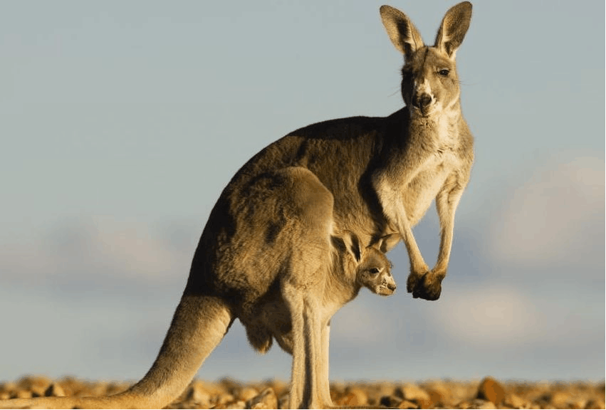 941006ca4ff8536146a67b071535adec.png 941006ca4ff8536146a67b071535adec.png