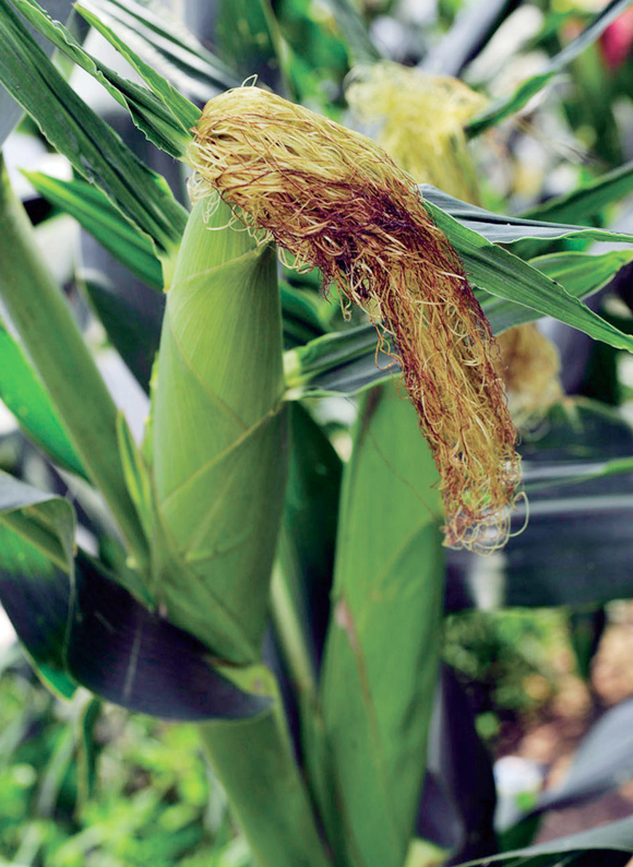 长春这样保护“耕地中的大熊猫” 长春这样保护“耕地中的大熊猫”