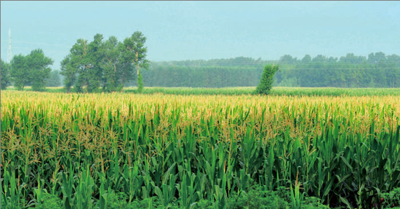 长春这样保护“耕地中的大熊猫” 长春这样保护“耕地中的大熊猫”