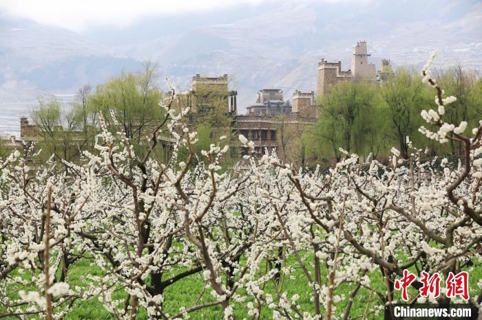 洁白的李花与村寨交相辉映,勾勒出一幅美丽的和谐生态画卷。 何清海 摄 洁白的李花与村寨交相辉映,勾勒出一幅美丽的和谐生态画卷。 何清海 摄