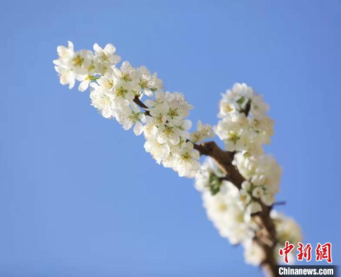 李花盛开。 何清海 摄 李花盛开。 何清海 摄