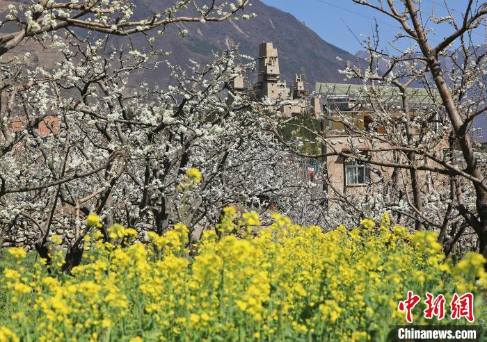 洁白的李花与村寨交相辉映,勾勒出一幅美丽的和谐生态画卷。 何清海 摄 洁白的李花与村寨交相辉映,勾勒出一幅美丽的和谐生态画卷。 何清海 摄