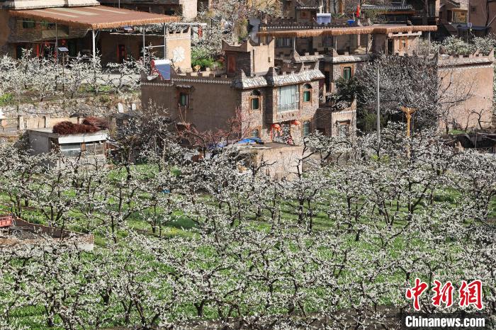 洁白的李花与村寨交相辉映,勾勒出一幅美丽的和谐生态画卷。 何清海 摄 洁白的李花与村寨交相辉映,勾勒出一幅美丽的和谐生态画卷。 何清海 摄