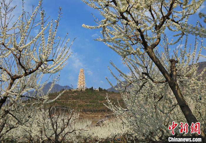 洁白的李花与碉楼交相辉映,勾勒出一幅美丽的和谐生态画卷。 何清海 摄 洁白的李花与碉楼交相辉映,勾勒出一幅美丽的和谐生态画卷。 何清海 摄